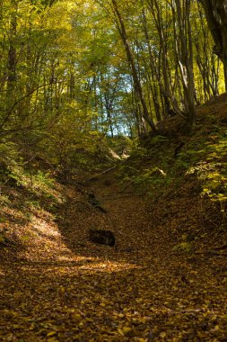 Bir ormanın içindeki dereli bir arazinin dibinde.
