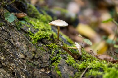 Yeşil yosun kaplı bir ağaçta büyüyen mantar.
