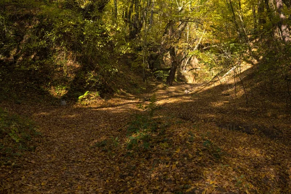 Fundo de um barranco forma de terra dentro de uma floresta — Fotografia de Stock