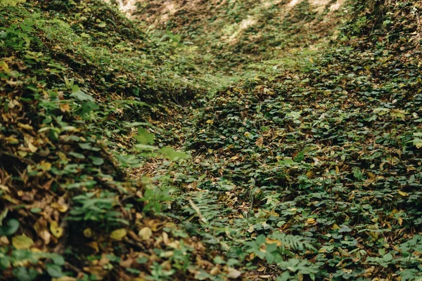 Derenin dibindeki patika. — Stok fotoğraf