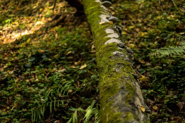 Zöld mohával borított fán termesztett gomba — Stock Fotó