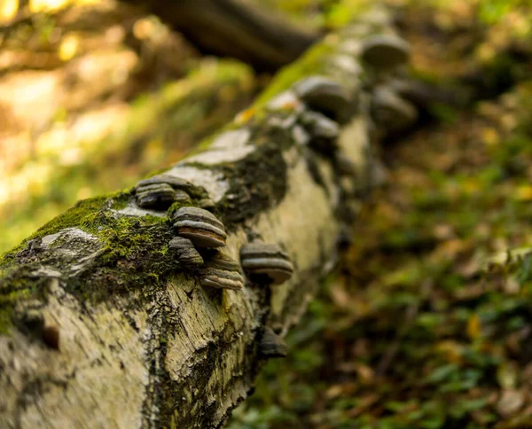Zöld mohával borított fán termesztett gomba — Stock Fotó
