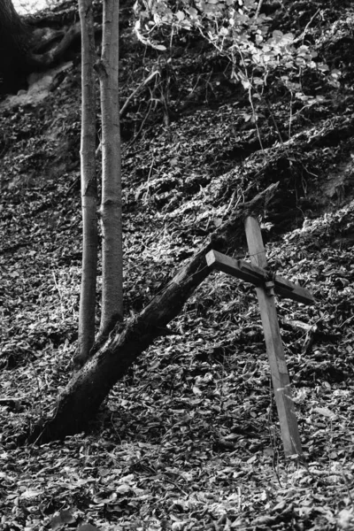 an old tree supported on holy cross