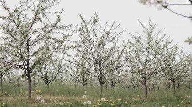Kamera elma bahçesinin içinde ağaçlarda büyüyen çiçeklerle kayıyor.