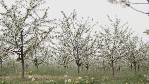 Zjeżdżalnia Aparatu Wewnątrz Sadu Jabłkowego Kwiatami Rosnącymi Drzewach — Wideo stockowe