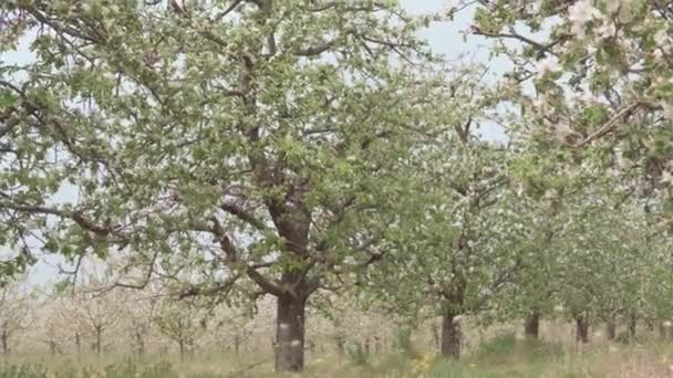 Câmera Desliza Dentro Pomar Maçã Com Flores Crescendo Árvores — Vídeo de Stock