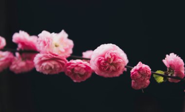 Koyu arkaplan üzerinde küçük pembe prunus triloba çiçeklerini kapat