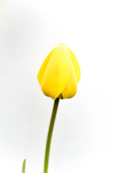 白い背景に黄色のチューリップの花のクローズアップ — ストック写真