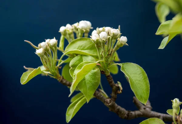 暗い背景の上に梨の小さな白い花のクローズアップ — ストック写真