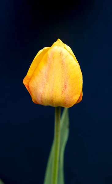 濃い背景の上に黄色のチューリップの花のクローズアップ — ストック写真