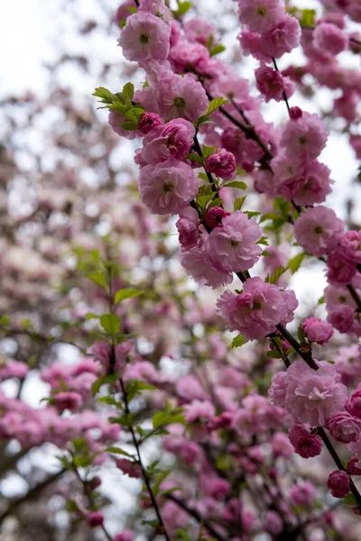 春の季節に木の上で成長するプルヌス トリボバのピンクの花 — ストック写真