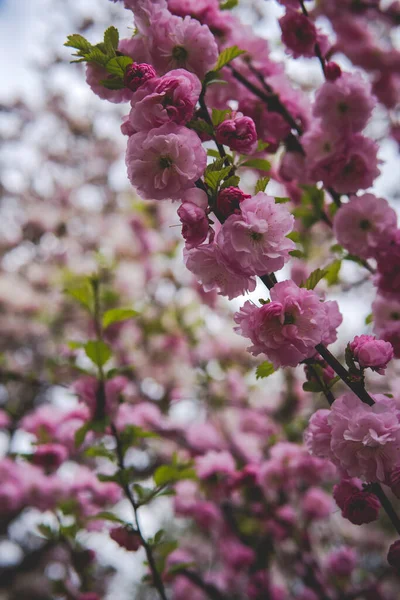 春の季節に木の上で成長するプルヌス トリボバのピンクの花 — ストック写真