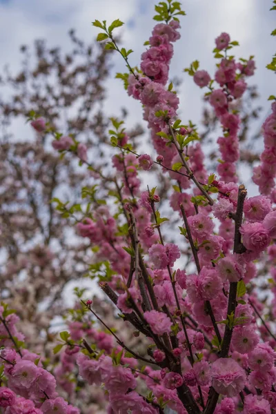 Fleurs Roses Prunus Triloba Poussant Sur Arbre Printemps — Photo