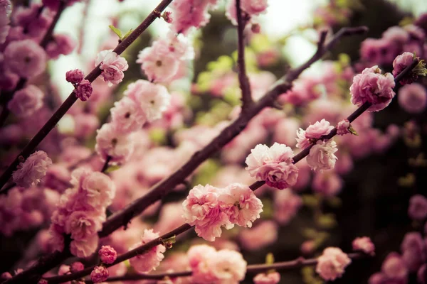 Fleurs Roses Prunus Triloba Poussant Sur Arbre Printemps — Photo