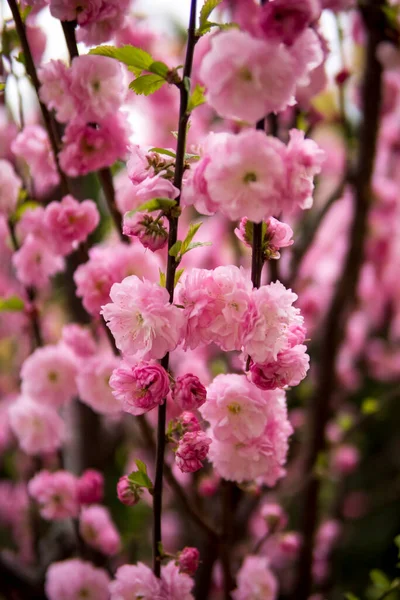 Fleurs Roses Prunus Triloba Poussant Sur Arbre Printemps — Photo