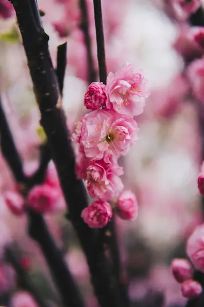 Fleurs Roses Prunus Triloba Poussant Sur Arbre Printemps — Photo