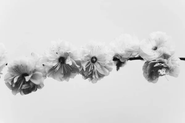 プルヌス トリボバの花の白黒写真 — ストック写真