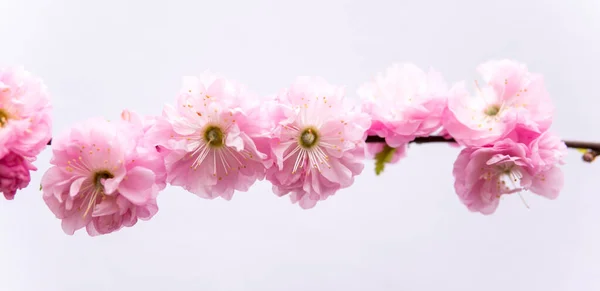 白い背景にプルヌス トリボバの小さなピンクの花のクローズアップ — ストック写真