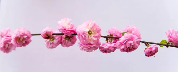 Primo Piano Piccoli Fiori Rosa Prunus Triloba Sfondo Bianco — Foto Stock