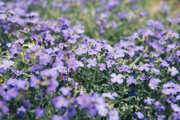 Tavasz Folyamán Növekvő Kis Lila Virágok Nagy Mennyiségének Részletezése — Stock Fotó