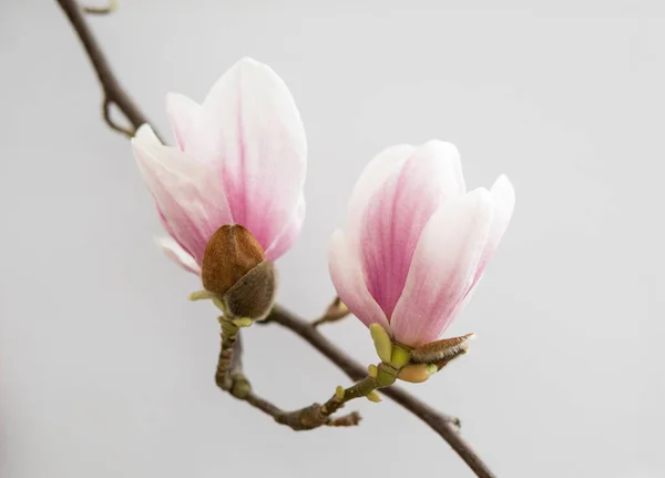 白地に孤立したピンクのマグノリアの花の詳細 — ストック写真