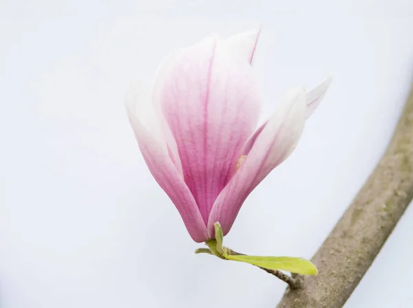 白地に孤立したピンクのマグノリアの花の詳細 — ストック写真
