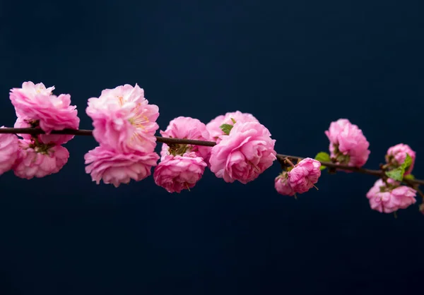 暗い背景の上にプルヌスTribobaの小さなピンクの花のクローズアップ — ストック写真