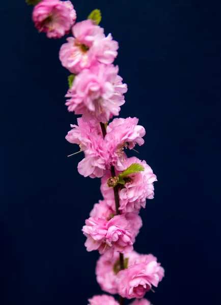 Close Små Lyserøde Blomster Prunus Triloba Mørk Baggrund - Stock-foto