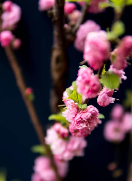 Koyu Arkaplan Üzerinde Küçük Pembe Prunus Triloba Çiçeklerini Kapat — Stok fotoğraf