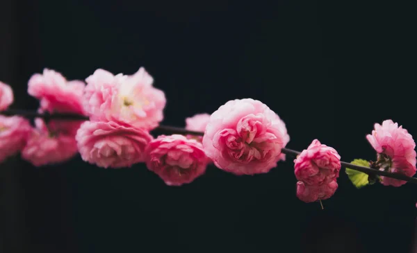 Close Van Kleine Roze Bloemen Van Prunus Triloba Donkere Achtergrond — Stockfoto