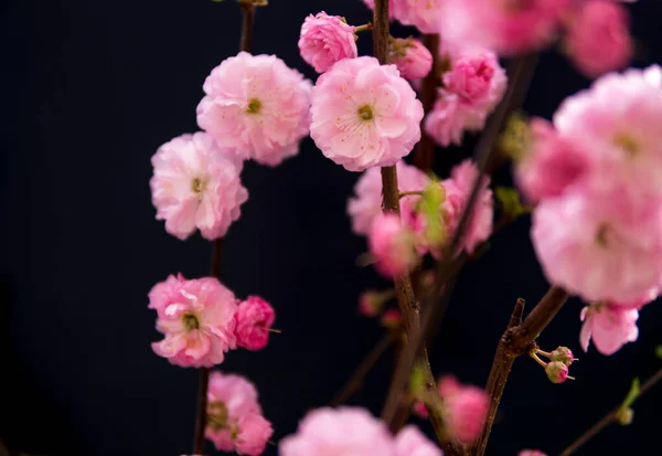 暗い背景の上にプルヌスTribobaの小さなピンクの花のクローズアップ — ストック写真