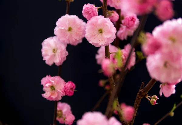 Close Små Lyserøde Blomster Prunus Triloba Mørk Baggrund - Stock-foto