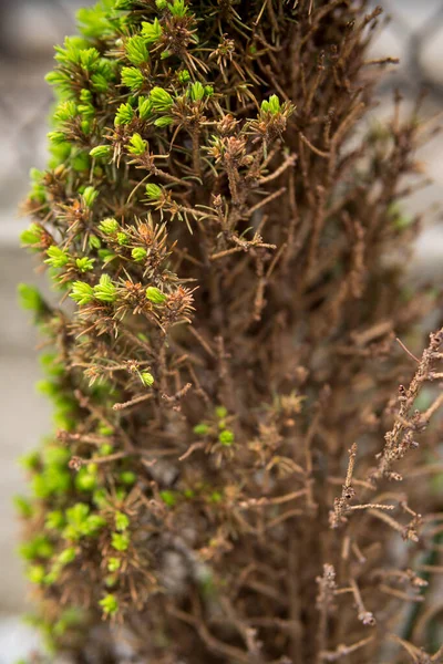 Dettaglio Piccolo Albero Sempreverde Quasi Appassito Senza Aghi — Foto Stock
