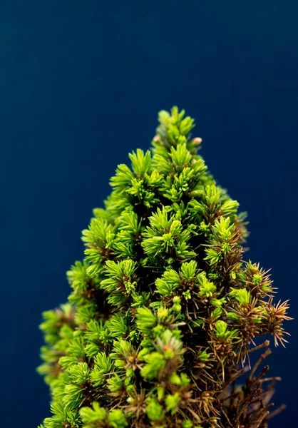 Koyu Arkaplan Üzerinde Taze Iğneler Olan Küçük Yeşil Bir Ağacın — Stok fotoğraf