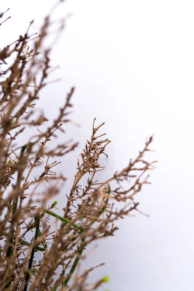 Detalhe Uma Pequena Árvore Sempre Verde Quase Murcha Sem Agulhas — Fotografia de Stock