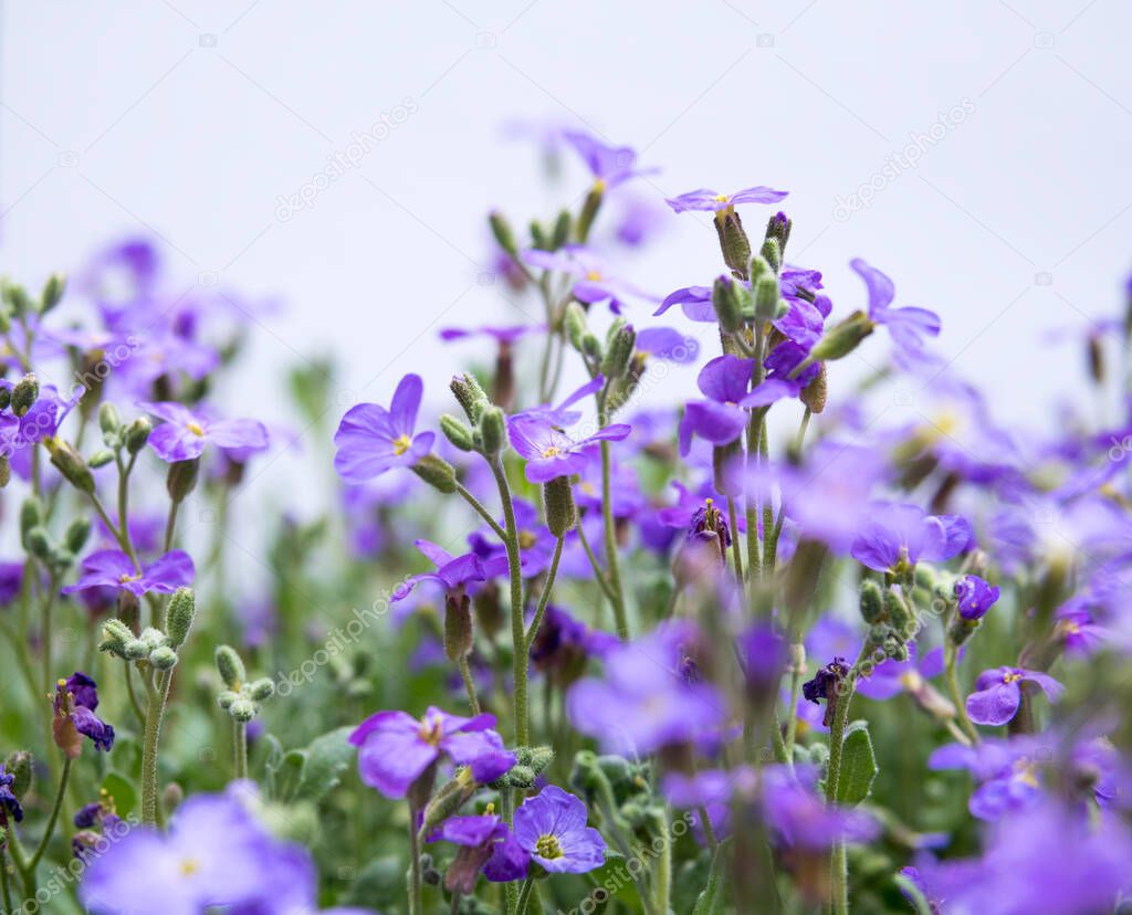 detail of large quantity of small purple flowers isolated over white