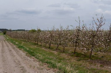İlkbaharın başlarında tomurcuklarla ve çiçeklerle kaplı sıra sıra ağaçlarla elma bahçesi