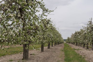 İlkbaharın başlarında tomurcuklarla ve çiçeklerle kaplı sıra sıra ağaçlarla elma bahçesi