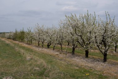 İlkbaharın başlarında tomurcuklarla ve çiçeklerle kaplı sıra sıra ağaçlarla elma bahçesi