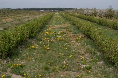 Sırayla yetişen üzümlü bitki örtüsü