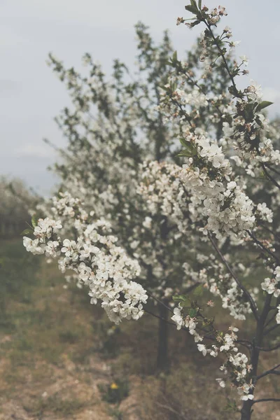 Appelboomgaard Het Vroege Voorjaar Met Rij Bomen Bedekt Met Knoppen — Stockfoto