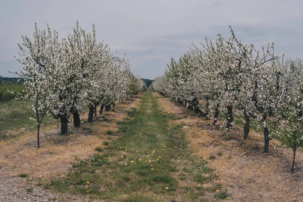 早春苹果园 树上长满了芽和花 — 图库照片