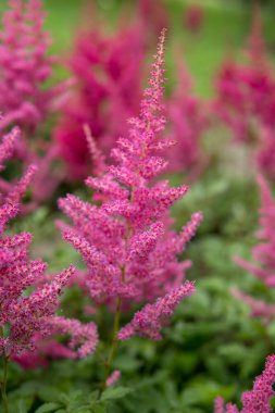 Yaz mevsiminde bahçede büyüyen Astilbe 'nin ayrıntıları
