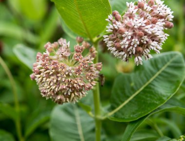 Yaz mevsiminde bahçede büyüyen Allium angulosum 'un ayrıntıları