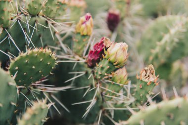 Yaz mevsiminde bahçede büyüyen Opuntia phaeacantha 'nın ayrıntıları