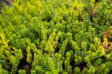 Yaz mevsiminde bahçede büyüyen Empetrum nigrum 'un ayrıntıları