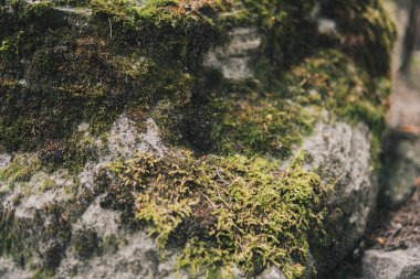 Yaz mevsiminde kayalıklarda büyüyen bir möö 'nün detayları