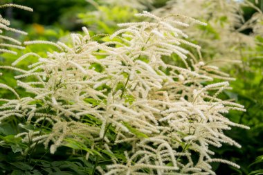 Yaz mevsiminde bahçede büyüyen Aruncus dioicus 'un ayrıntıları