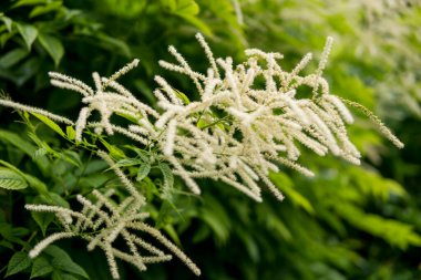 Yaz mevsiminde bahçede büyüyen Aruncus dioicus 'un ayrıntıları