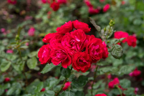 detail of flowers of rose growing in a garden during summer season